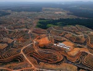El Niño will make Indonesia's deforestation even worse