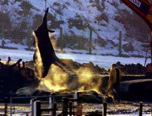 Kill cattle not badgers to halt UK's TB epidemic