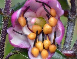 Frisky flower uses bellows to blast pollen at birds