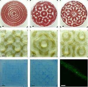 Tiny waves could build livers on a 'liquid template'