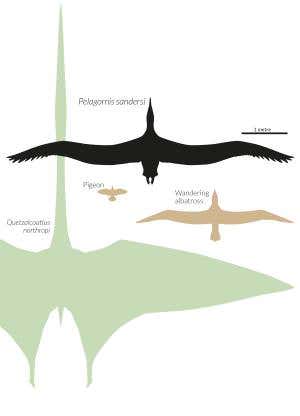 Biggest ever flying bird and the beast that dwarfed it