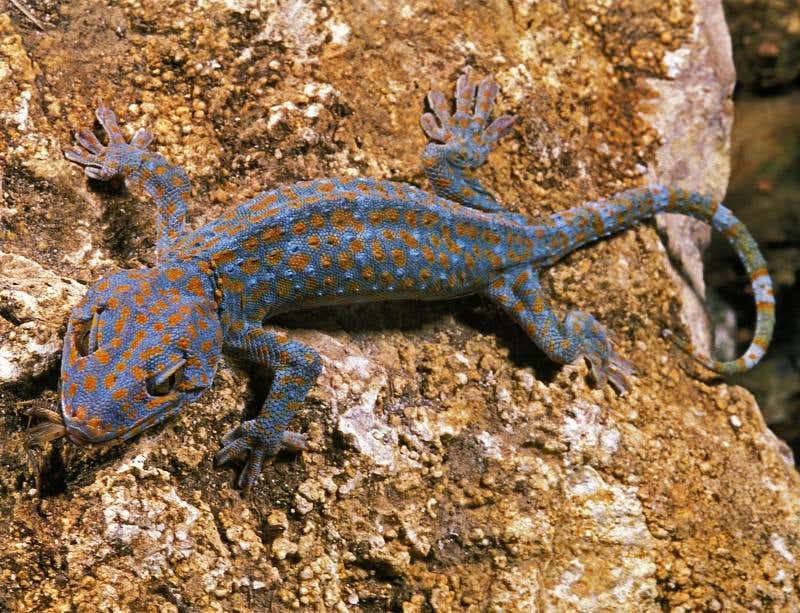 New Scientist. Science news and long reads from expert journalists, covering developments in science, technology, health and the environment on the website and the magazine.