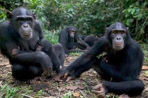 Chimpanzee brain power is strongly heritable