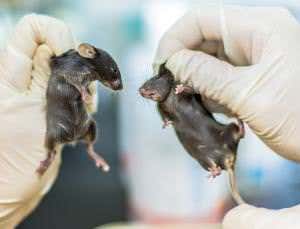 Animal tests rise in Britain despite government pledge