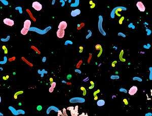 Marine microbes march to the beat of the same drum