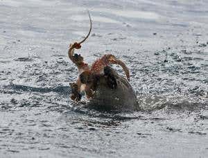 World's most endangered seal seen wrestling octopus