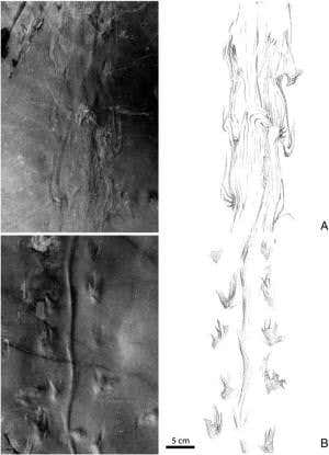 Amphibians' swim stroke has lasted 270 million years