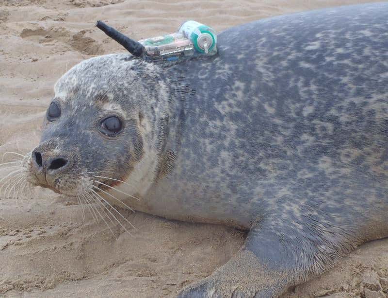 A tagged seal