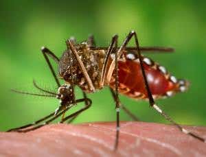 Brazil to unleash GM-mosquito swarms to fight dengue