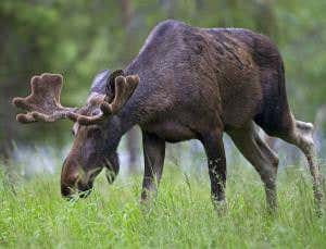 Zoologger: Moose dribble turns off grass's toxic defences