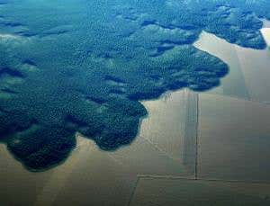 Give forests to local people to preserve them