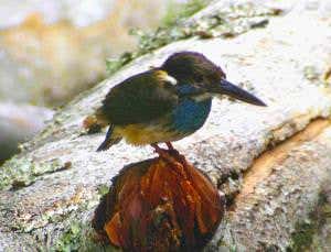 This brand-new kingfisher is critically endangered