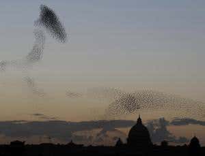 Decisions ripple through flocks of birds like a wave