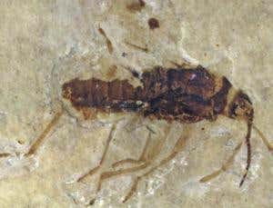 Bloodsuckers fed on dinosaurs 130 million years ago