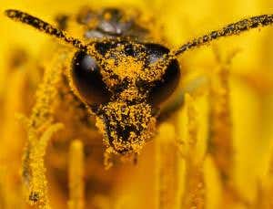 UK failing to protect bees from pesticides, say MPs