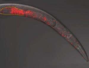 Killer sperm ravages internal organs of luckless worms