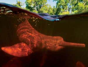 Brazil bans catfish fishery that used dolphins as bait