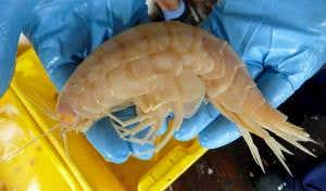 First video of a ghostly white shrimp-like sea monster