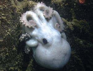 Zoologger: Octopus mum broods for record-breaking time