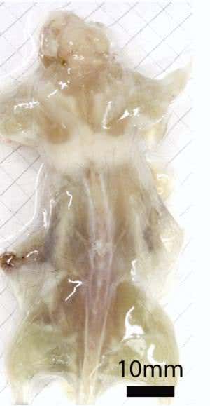 Detergent treatment turns a mouse see-through