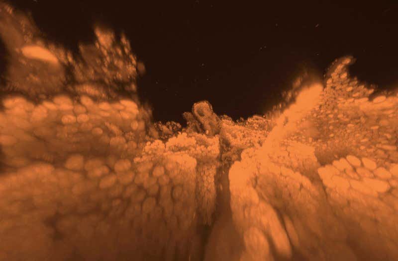 Detergent treatment turns a mouse see-through