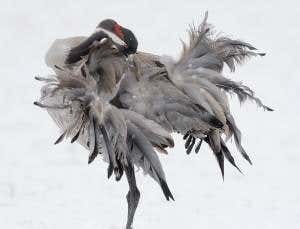 The common crane and its violin cry
