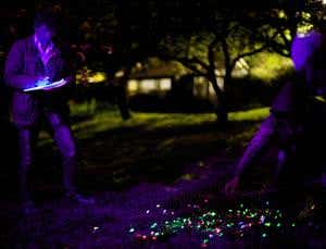 Snail trail: How to expel the gardener's biggest enemy