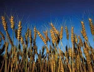 Time for some grains of truth about wheat and gluten