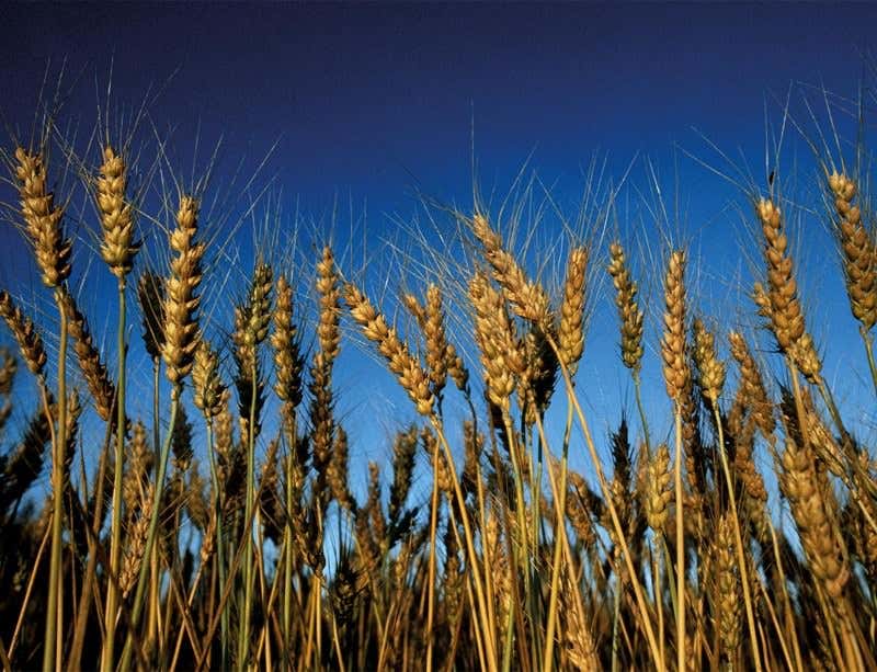 New Scientist. Science news and long reads from expert journalists, covering developments in science, technology, health and the environment on the website and the magazine.