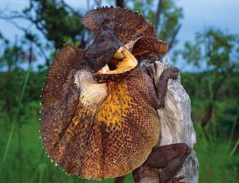 Australia's epic scheme to farm its northern wilds