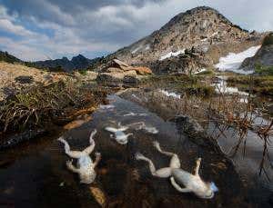 Killer frog fungus could be its own nemesis