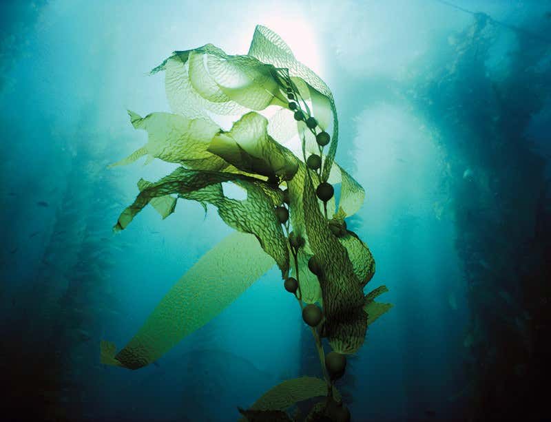Kelp floating underwater