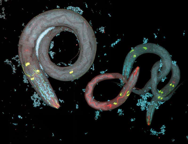 New Scientist. Science news and long reads from expert journalists, covering developments in science, technology, health and the environment on the website and the magazine.