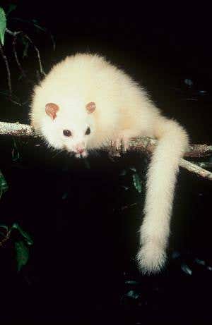 Ghost of the cloud forest: Seeking the white possum