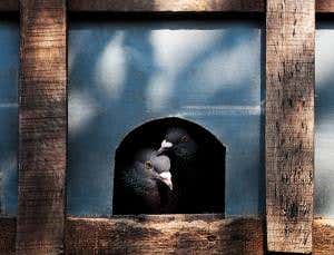 Pigeon paradox reveals quantum cosmic connections