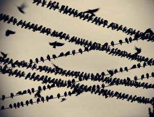 Flip the birds: Migration began in the north not south