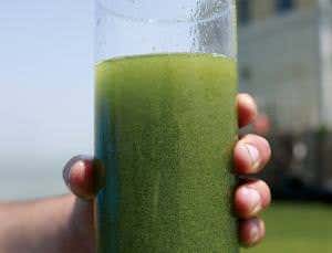 How to stop toxic blooms clogging up Lake Erie