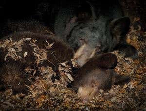 Grizzly bears become 'diabetic' when they hibernate