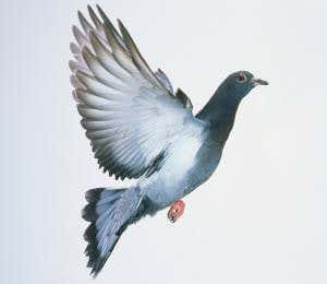 Cunning Neanderthals hunted and ate wild pigeons