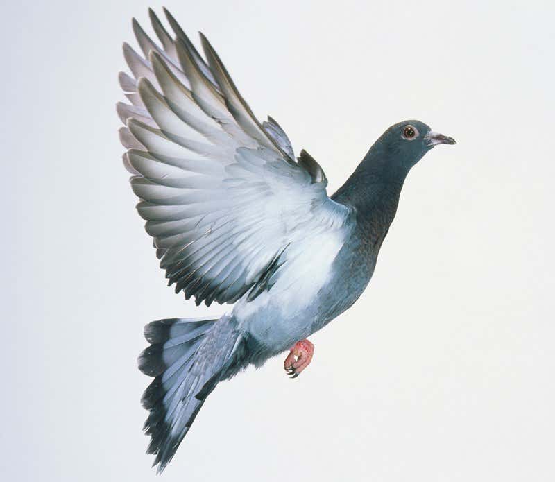 New Scientist. Science news and long reads from expert journalists, covering developments in science, technology, health and the environment on the website and the magazine.