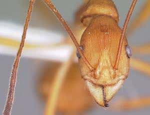 Zoologger: Hero ant jumps off cliff to eject invaders