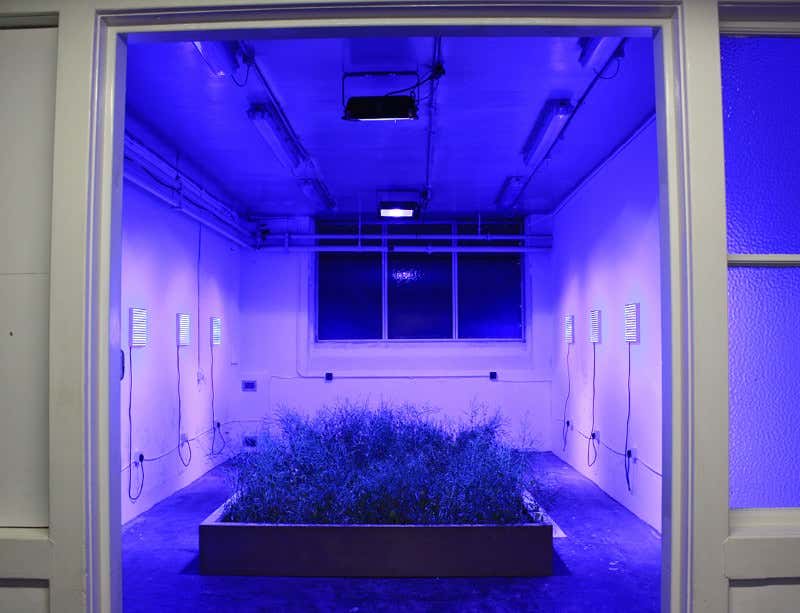 Sea of selfies – social media's monoculture threat