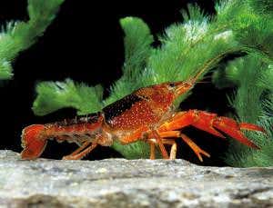 Brain regeneration: Crayfish turn blood into neurons
