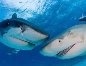 Shark Week – ditch Hitler and fiction posing as fact