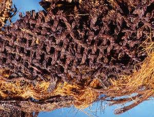 Origin of Egyptian mummies pushed back 2000 years