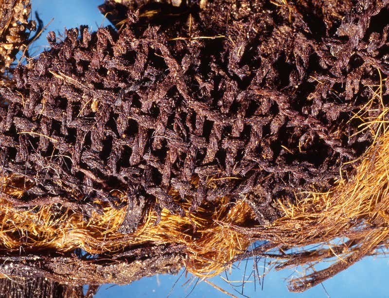 These funerary wrappings were involved in a mummification