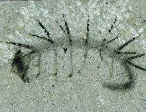 A worm with legs? No, you're not seeing things