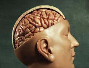 How the human brain folds itself up