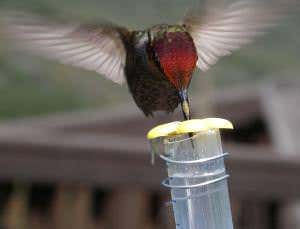 Hummingbirds turned savoury into sweet to taste nectar