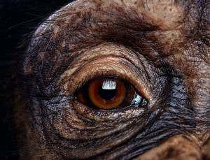 Chimps show empathy by mimicking pupil size
